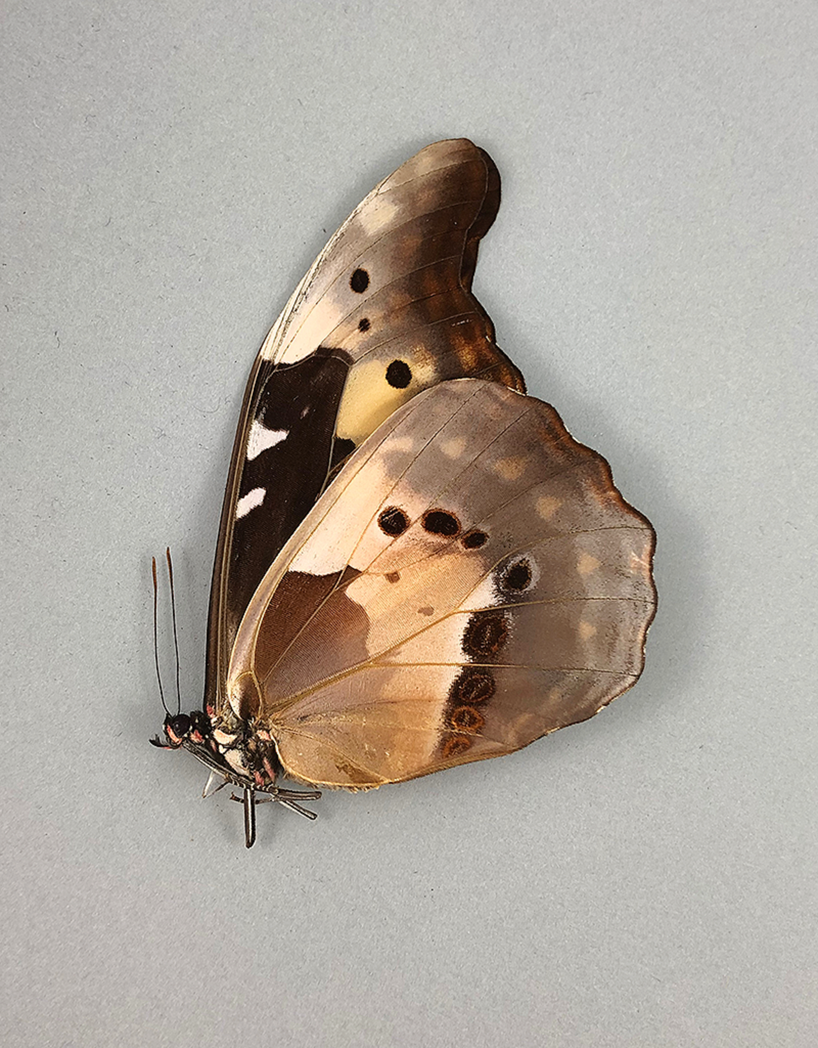 Morpho rhetenor helena F A1 Upper Huallaga Valley, Peru