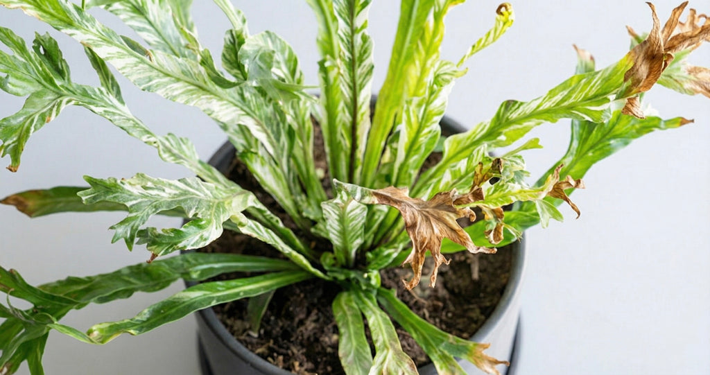 アスプレニウム・ニダス・バリエガータの育て方とよくあるトラブル