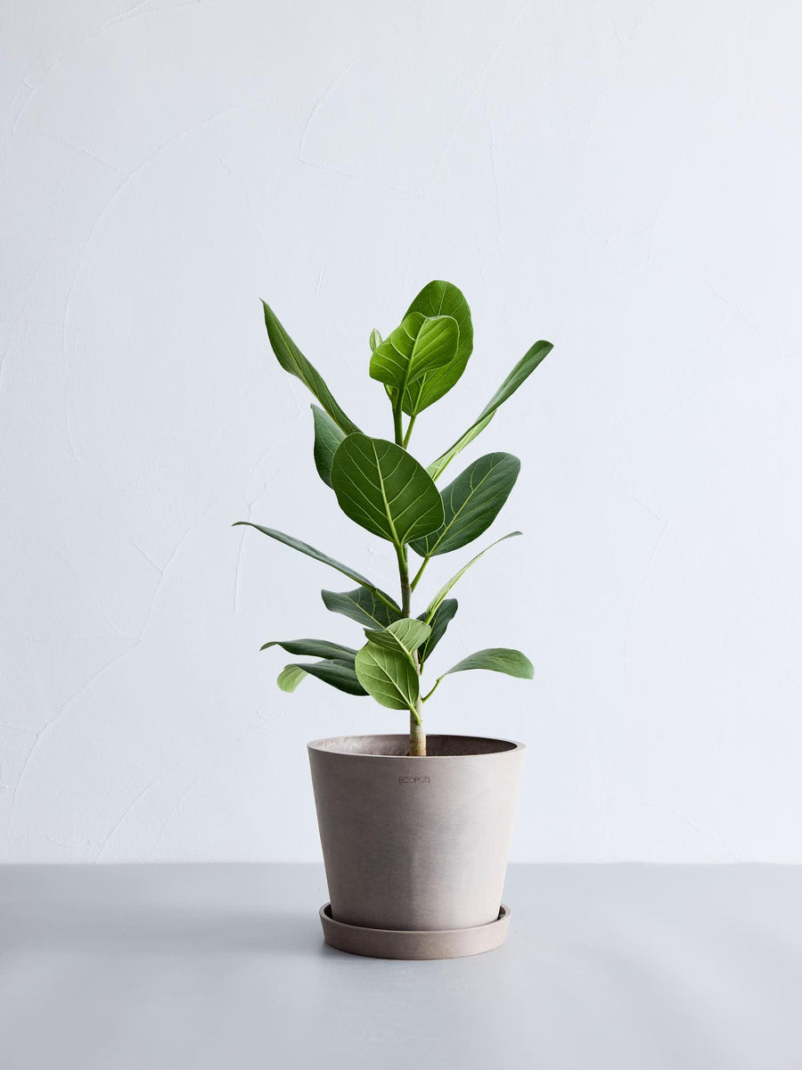 フィカス・ベンガレンシス S | 観葉植物の通販 AND PLANTS (アンド