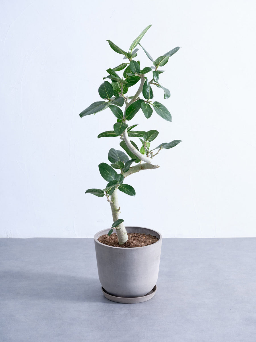 フィカス・ベンガレンシス 8号 | 観葉植物の通販 AND PLANTS (アンド