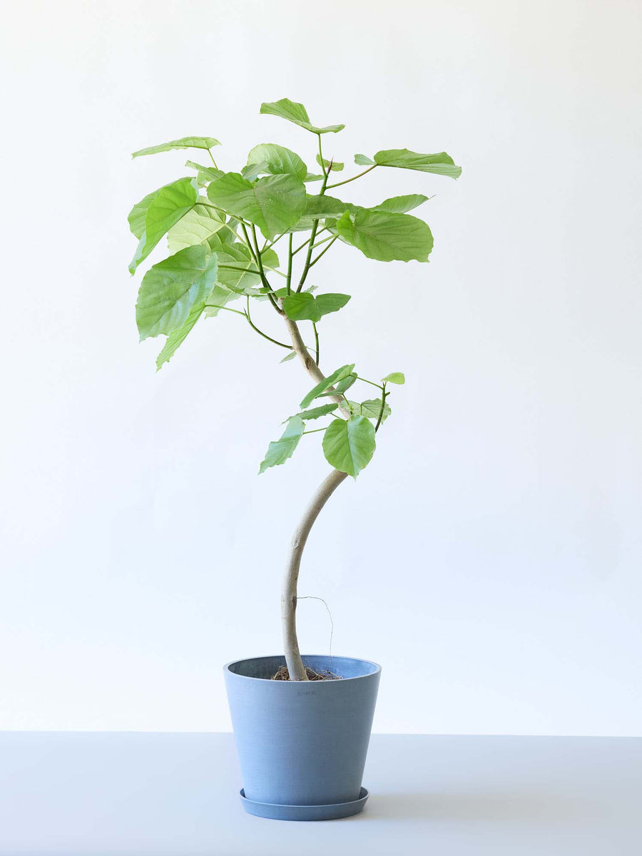 フィカス・ウンベラータ 8号 | 観葉植物の通販 AND PLANTS (アンド