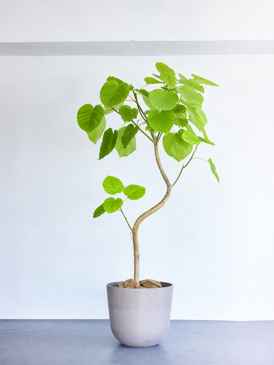 フィカス・ウンベラータ まがり XL 【首都圏限定】 | 観葉植物の通販