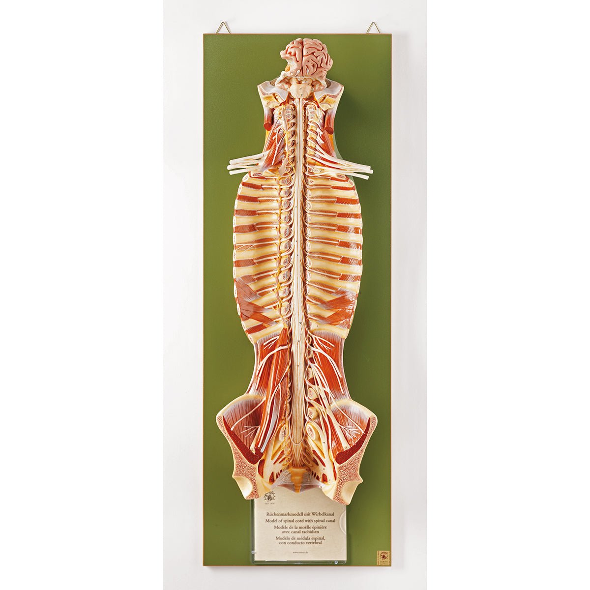 SOMSO Spinal Cord in the Spinal Canal – GTSimulators.com