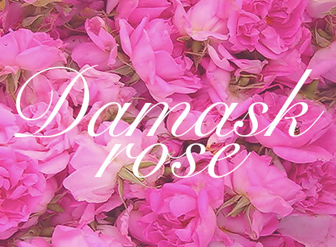 INNATUS｜ROSE SHAMPOO – イナータスオンラインストア