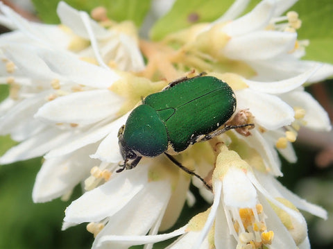 小柄で可愛い！ハナムグリの魅力と飼育方法について！ – HAWAIIAN BEETLE