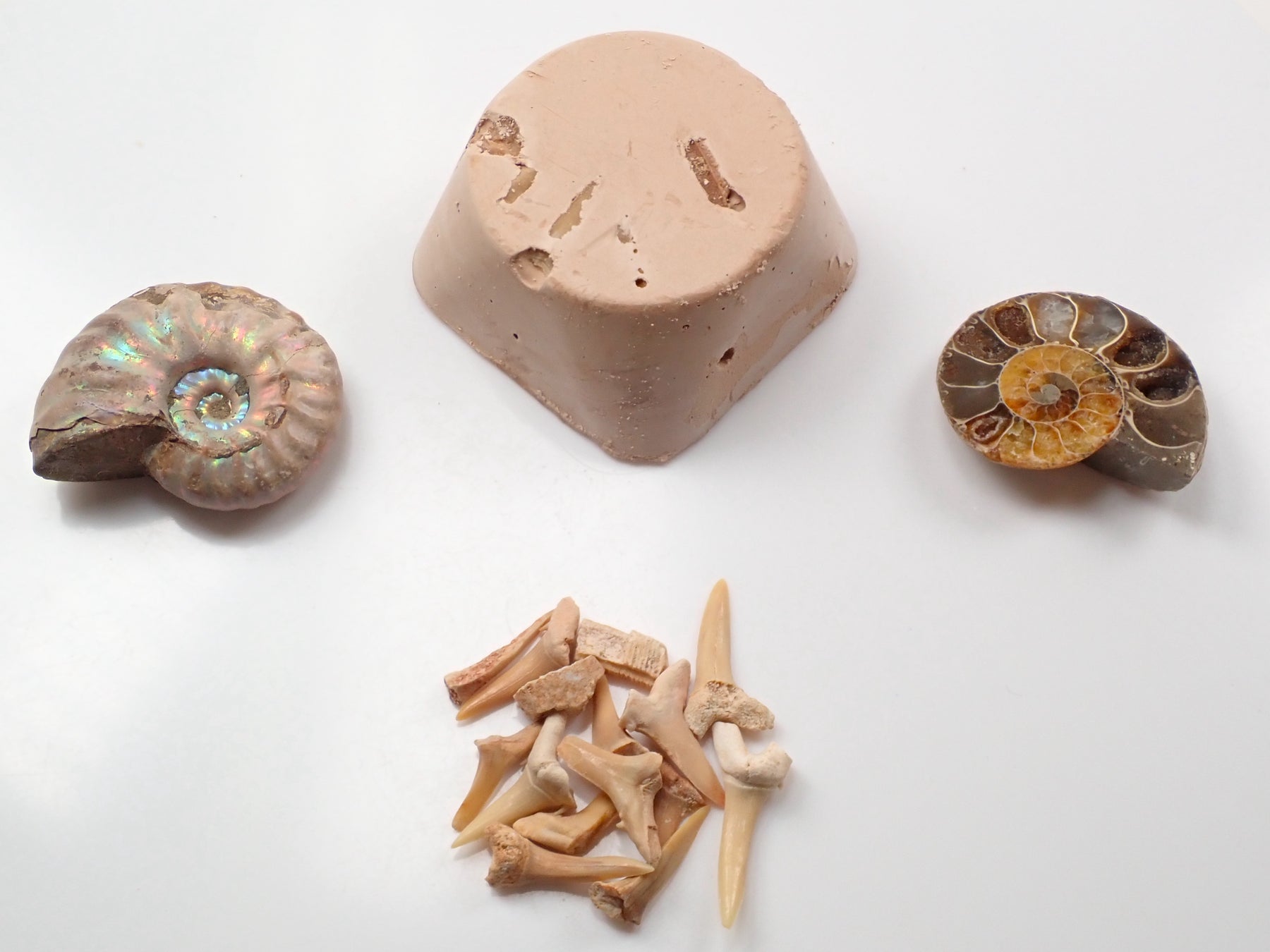 化石採掘体験に挑戦してみよう「自分で出来る化石発掘体験セット」＋