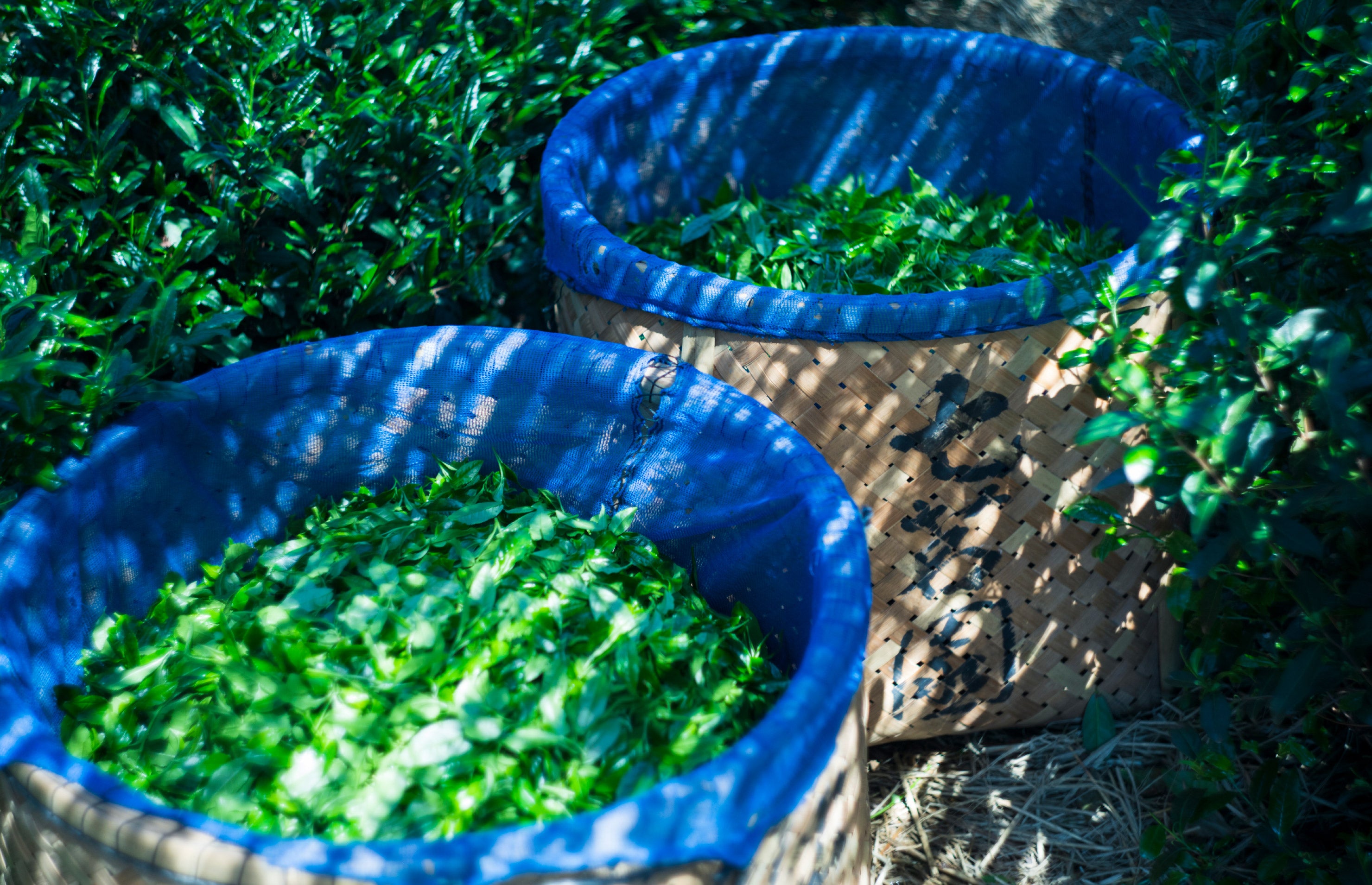 宇治茶 堀井七茗園（ほりいしちめいえん）公式サイト