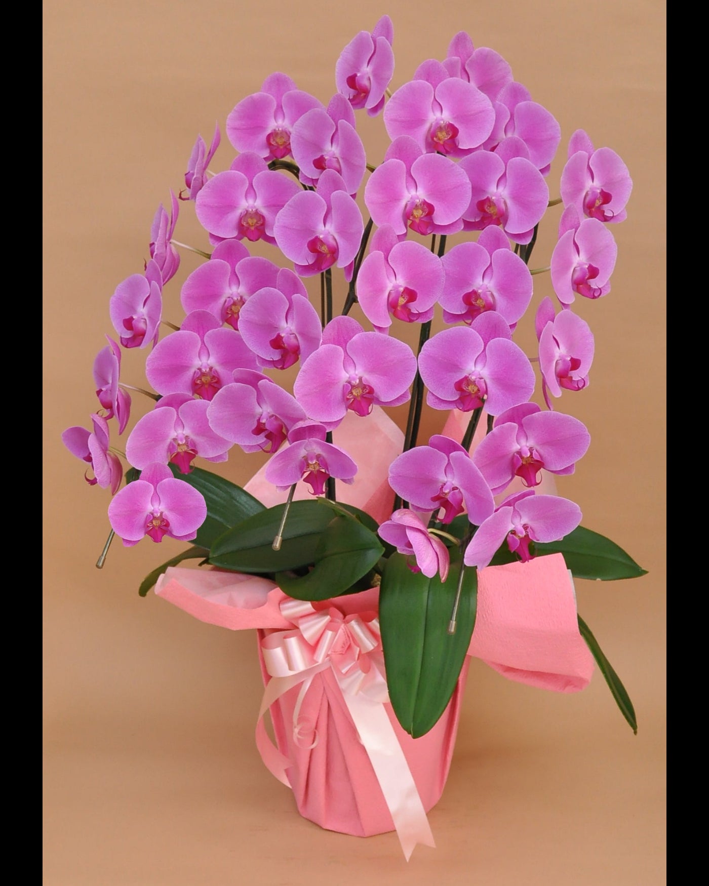 商品一覧｜花・観葉植物の通販 green room by 佳花園