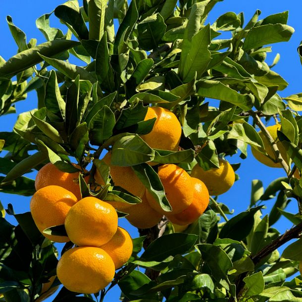 長崎県産「高糖度みかん 味ロマン 糖度12度以上」10kgのお得通販