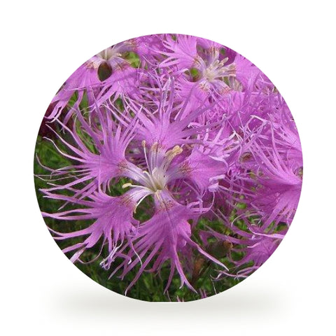 リッチモイストウォッシュリニューアル詳細 – My NADESHICO Store