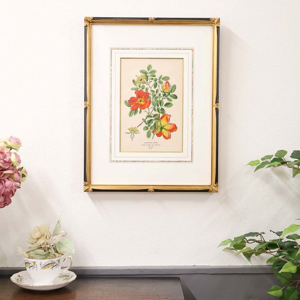 穏やかな色彩に心をゆだねて♪ ボタニカルアート 温室と庭園の花々