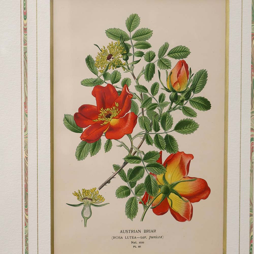 穏やかな色彩に心をゆだねて♪ ボタニカルアート 温室と庭園の花々