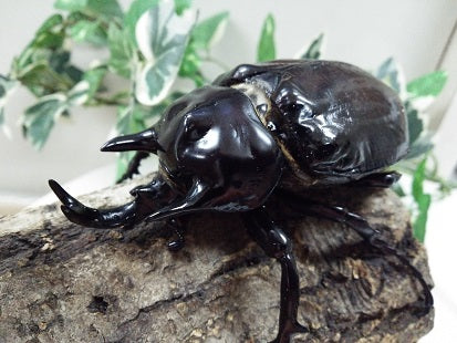 ゾウカブト – クワガタムシ・カブトムシ昆虫専門店COLORS