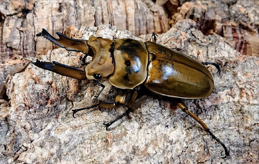 オウゴンオニ等 – クワガタムシ・カブトムシ昆虫専門店COLORS