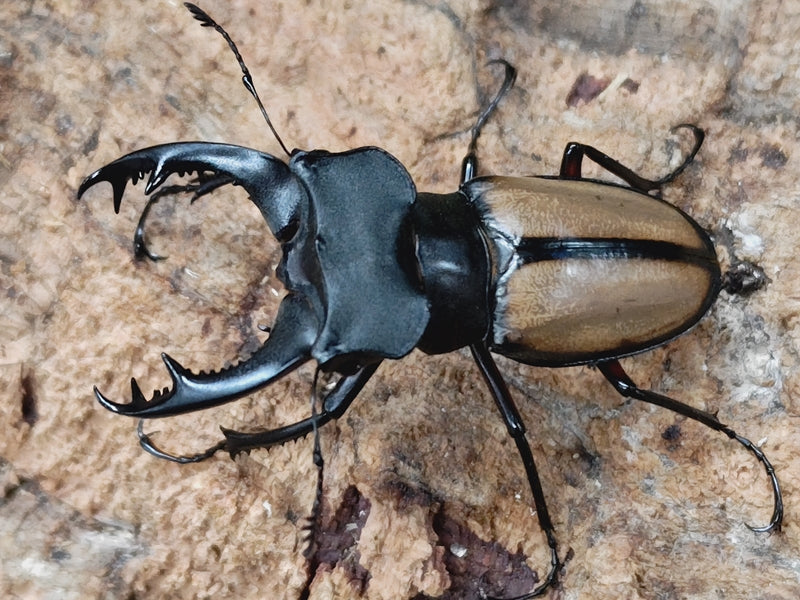 ミヤマクワガタ – クワガタムシ・カブトムシ昆虫専門店COLORS