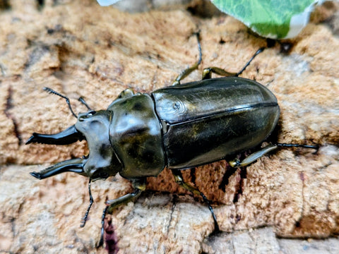 2026.2.27.新入荷!! – クワガタムシ・カブトムシ昆虫専門店COLORS