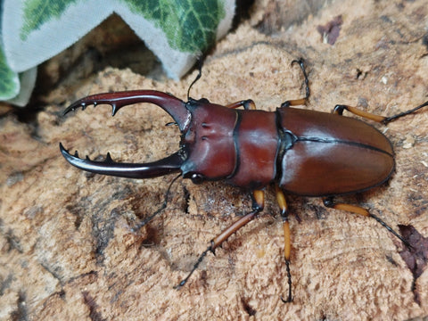 2025.8.31.新入荷!! – クワガタムシ・カブトムシ昆虫専門店COLORS