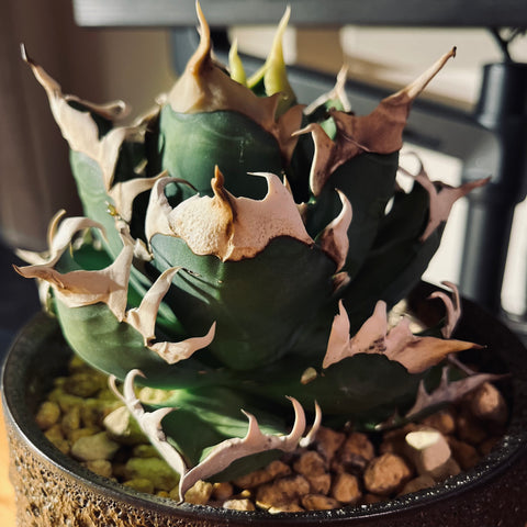 多肉植物】アガベ・チタノタ ”レッドキャットウィーズル”とは？特徴