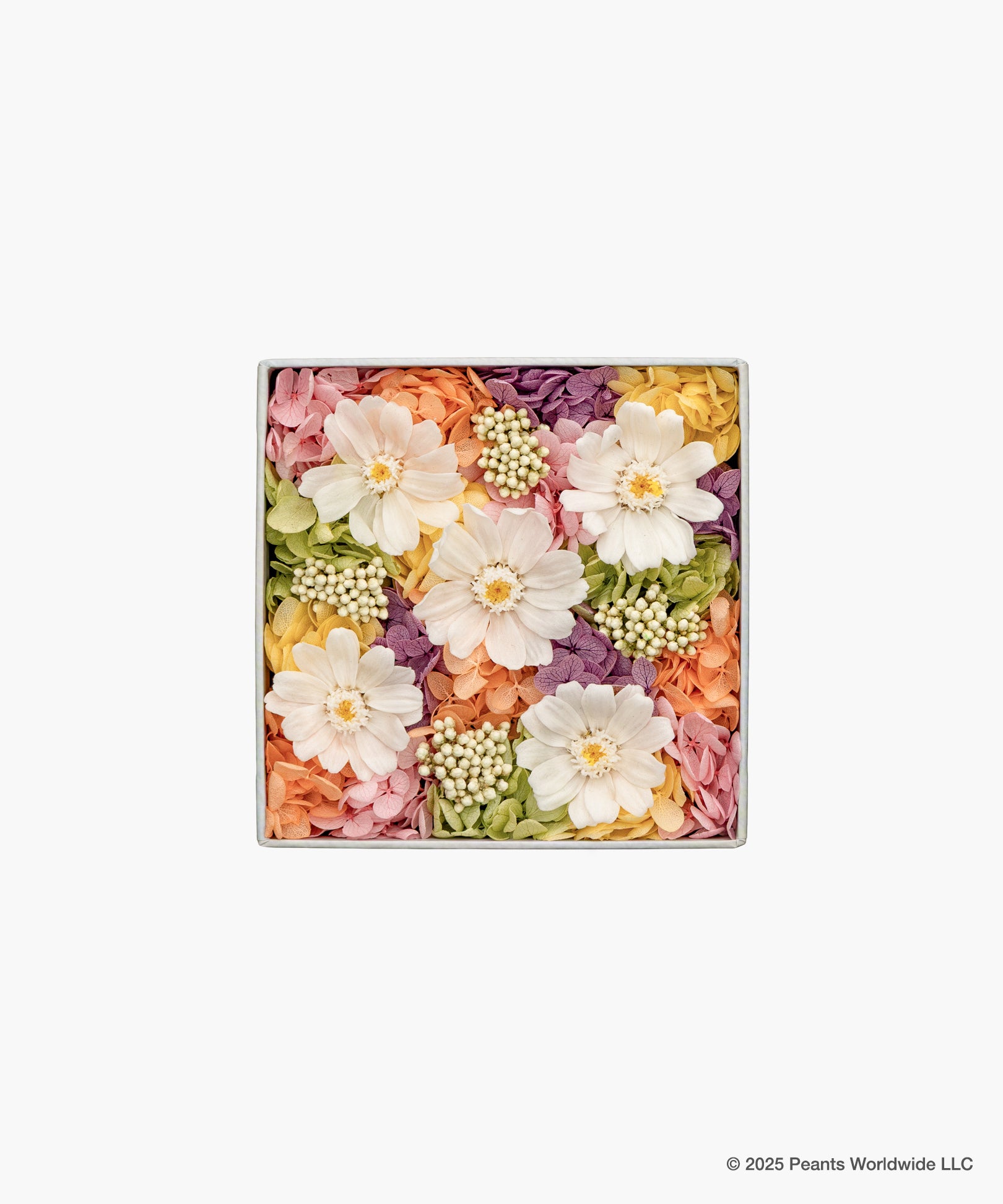 Nicolai Bergmann meets PEANUTS.