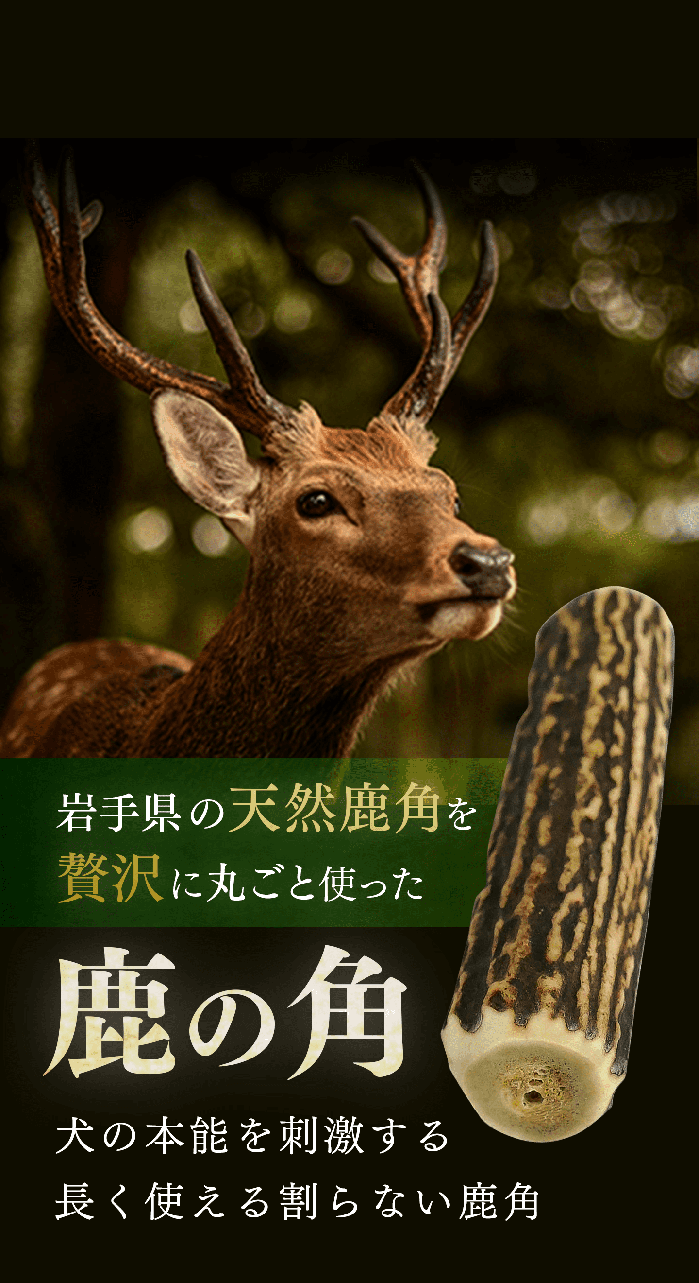 鹿角ドッグガム – OISHIKUTE