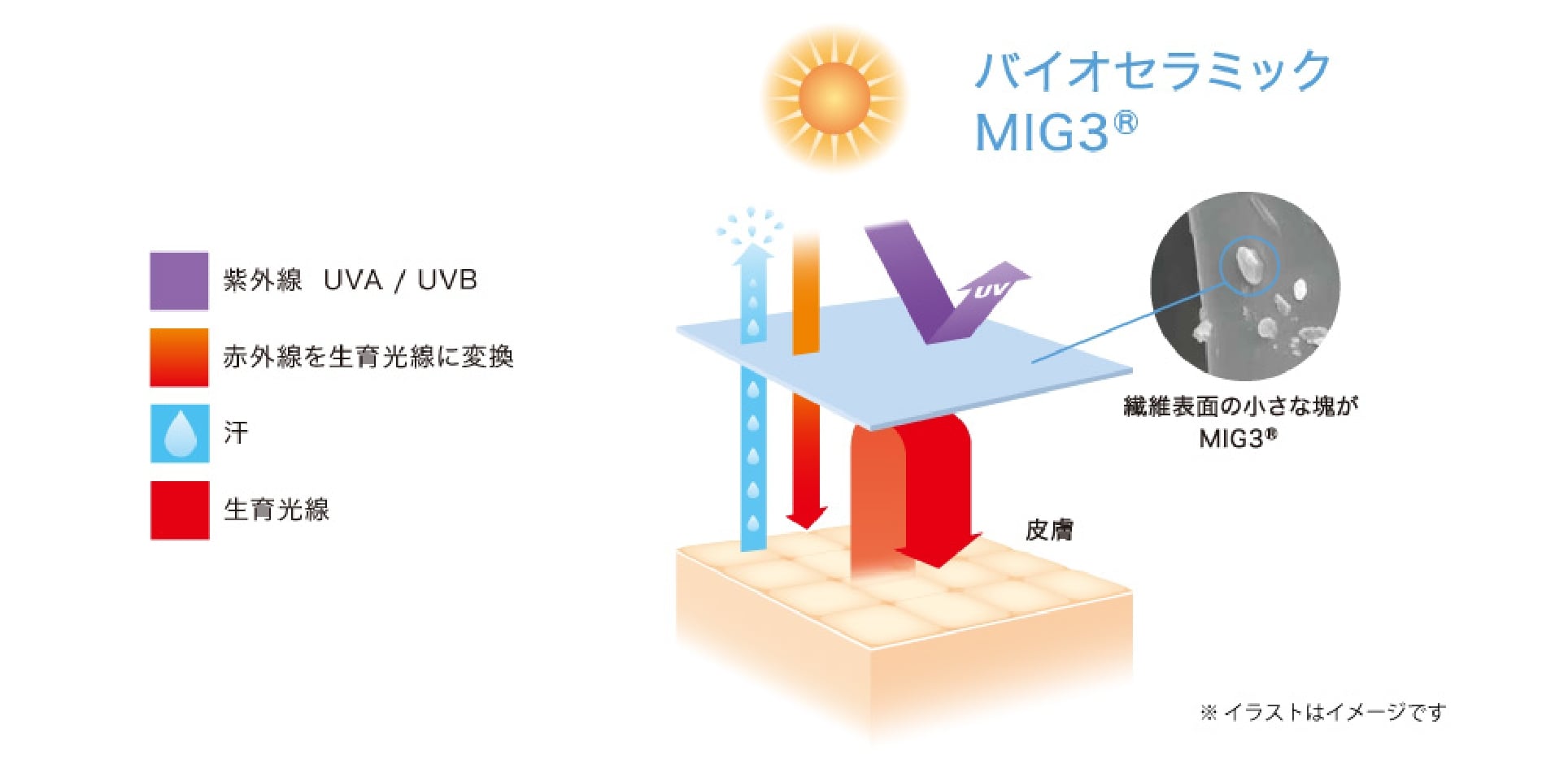 BiiOドーム – Invel Japan