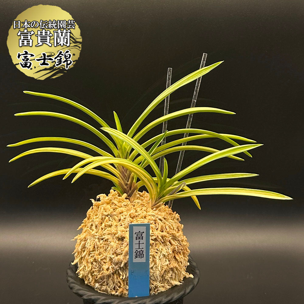 富貴蘭 富士錦（フジニシキ）4本立 – 多彩な斑縞が織りなす美しい芸