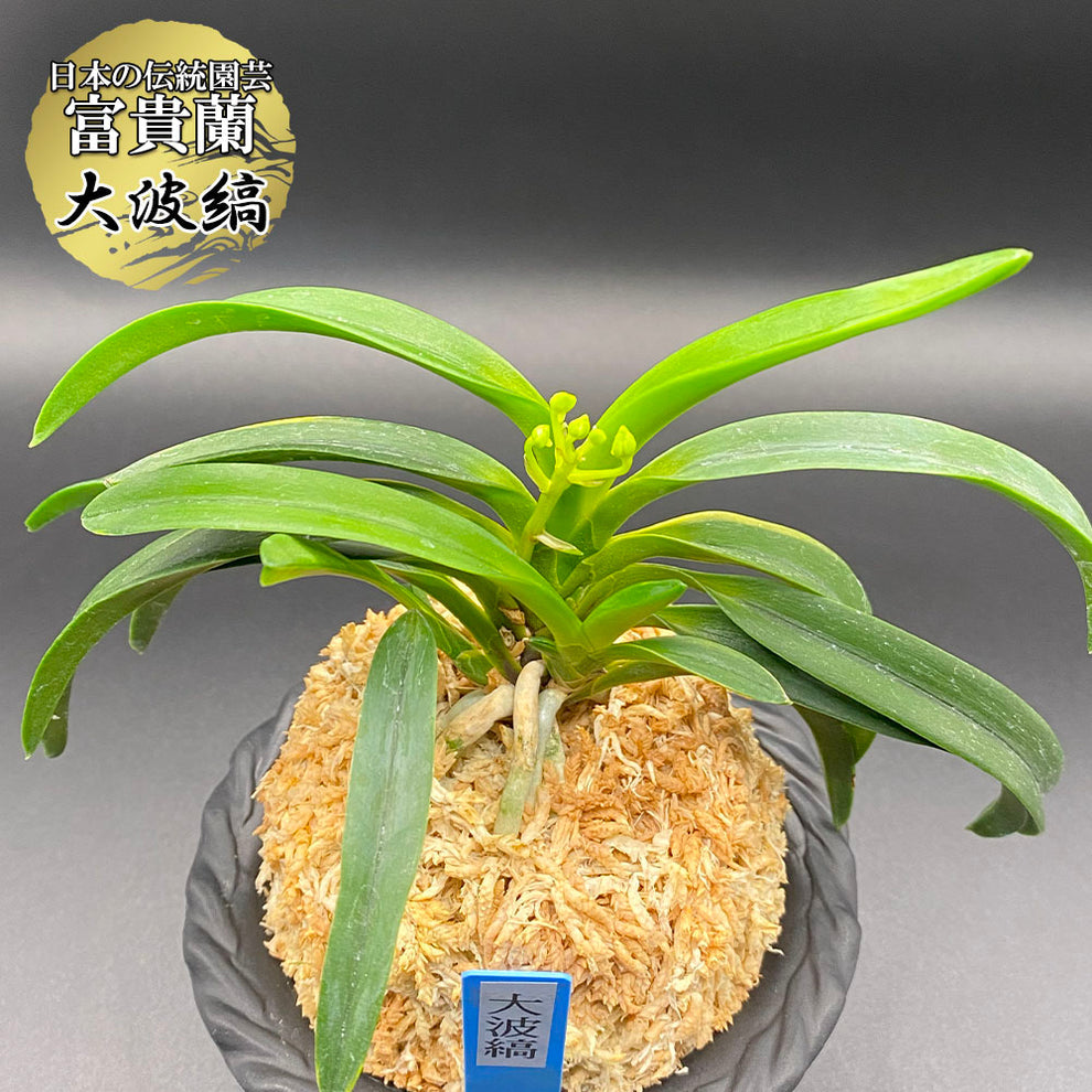 fu-t634-1_1.jpg?v=1729762159