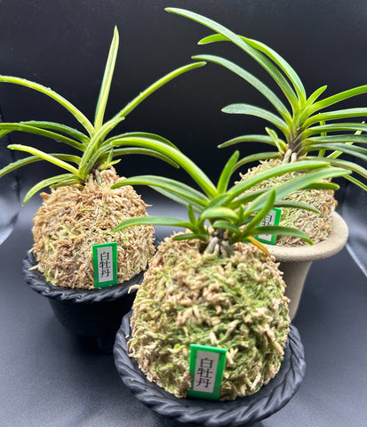 富貴蘭 変化を楽しむ | 白牡丹に白い柄の子が出てきた – Jewelry Plant