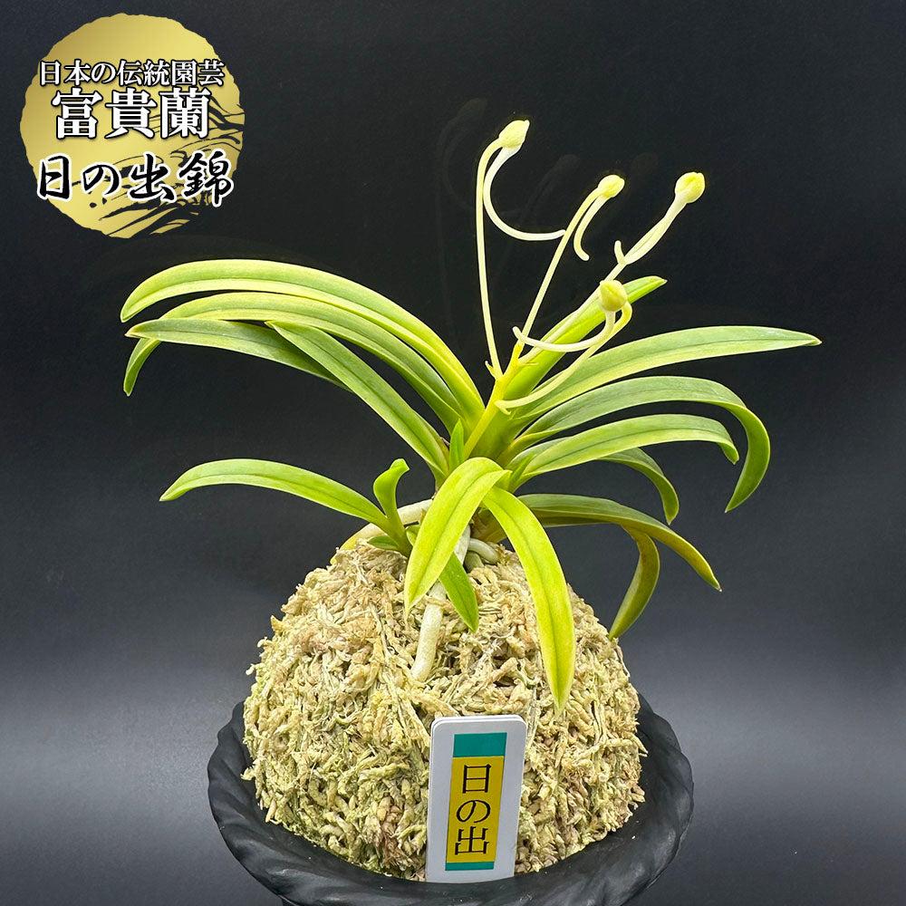 富貴蘭 風蘭 蘭 日の出錦 ヒノデニシキ 4本立 【現品】 2875-a