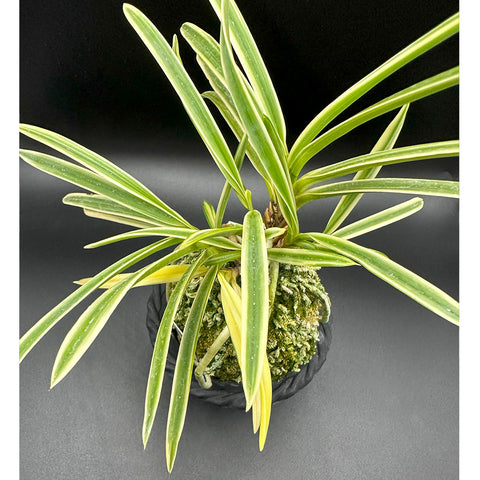 富貴蘭 変化を楽しむ | 駿河覆輪『葉の縁に白柄の覆輪が美しい