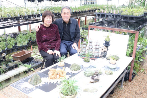 富貴蘭 種類『紀州雪虎』（きしゅうせっこ）【現品】大虎斑の美しい