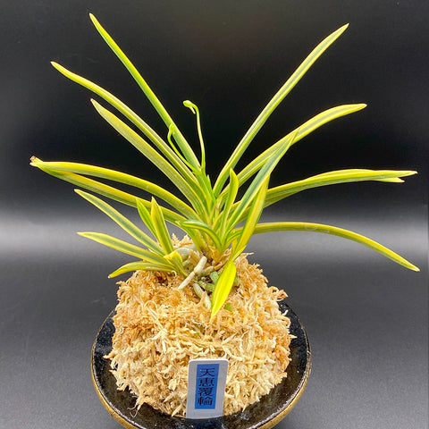 富貴蘭 種類『御城覆輪』（ごじょうふくりん）【現品】覆輪の株立ちは