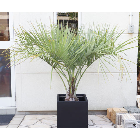 ココスヤシ | 鉢植え、地植えで楽しめる ココスヤシの育て方 – Jewelry