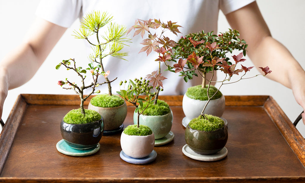 自然のありのままの美しさを小さな盆栽で表現する 石木花 後藤卓也さん