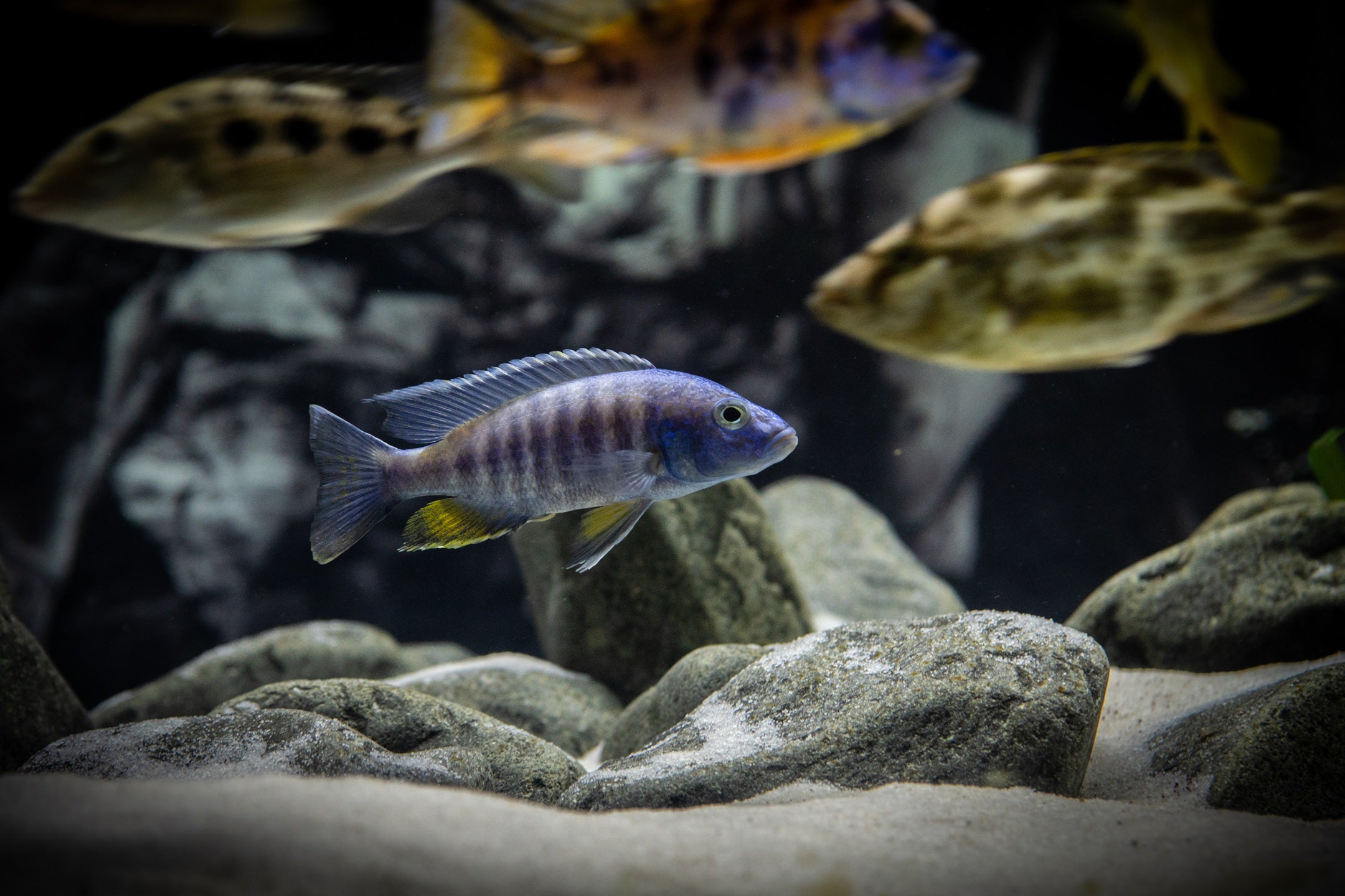 Lake Malawi Cichlids: A Beginner's Guide to Africa's Most Colorful