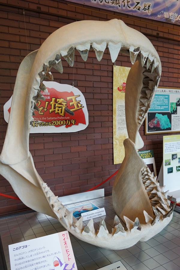 いまだ謎多き巨大ザメ — メガロドン — – Favorite official website