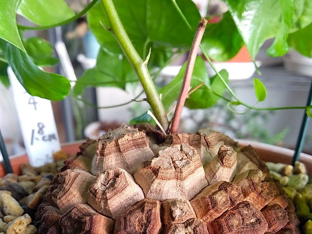 亀甲竜の育て方】植え替え時期や水やり頻度は？寿命はどれくらい？