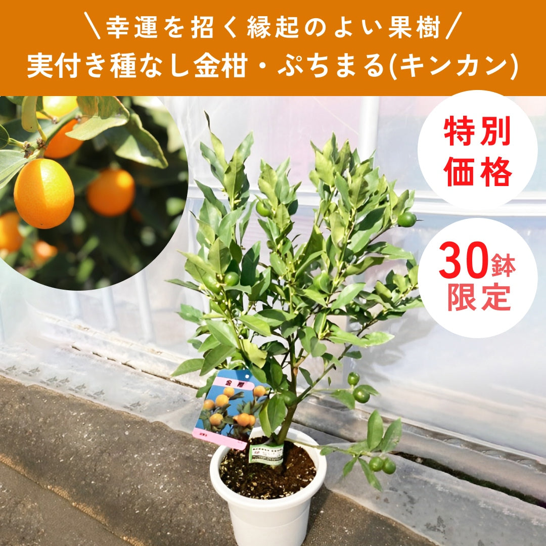 限定30鉢】実付き種なし金柑・ぷちまる(キンカン) 6号 ※予約商品:10/26