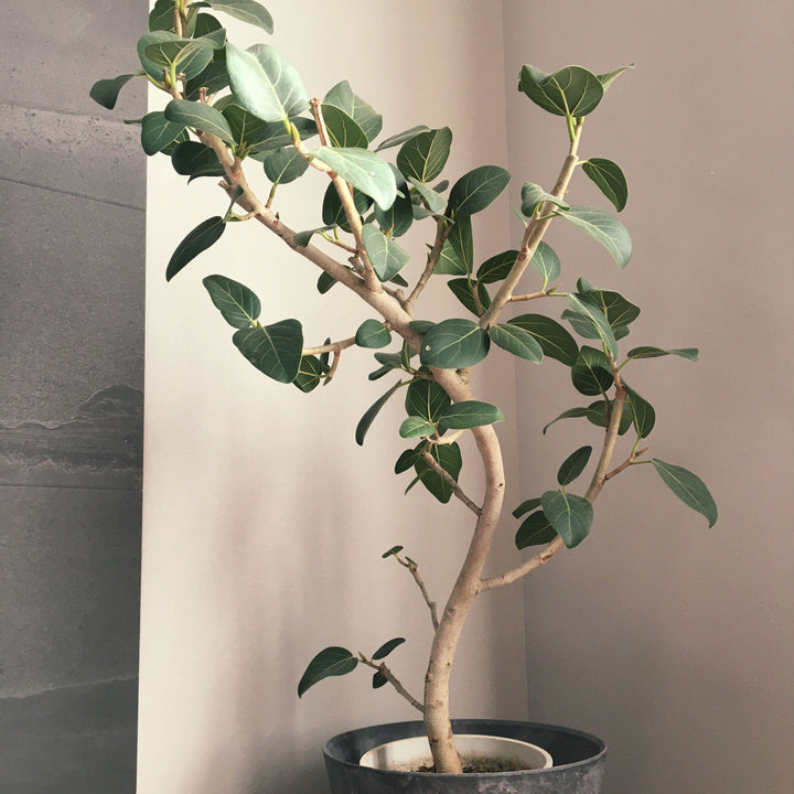 一点物】フィカス・ベンガレンシス 8号 高さ約150cm 沖縄の観葉植物 No