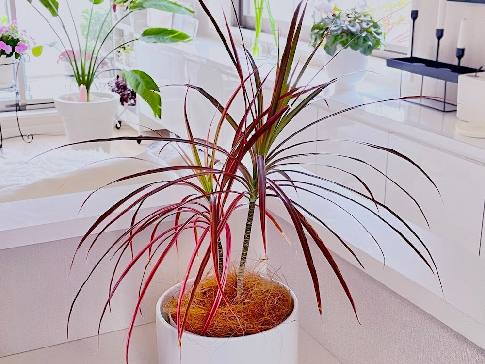 ドラセナの種類図鑑｜細い葉や赤い葉をもつ品種の名前は？