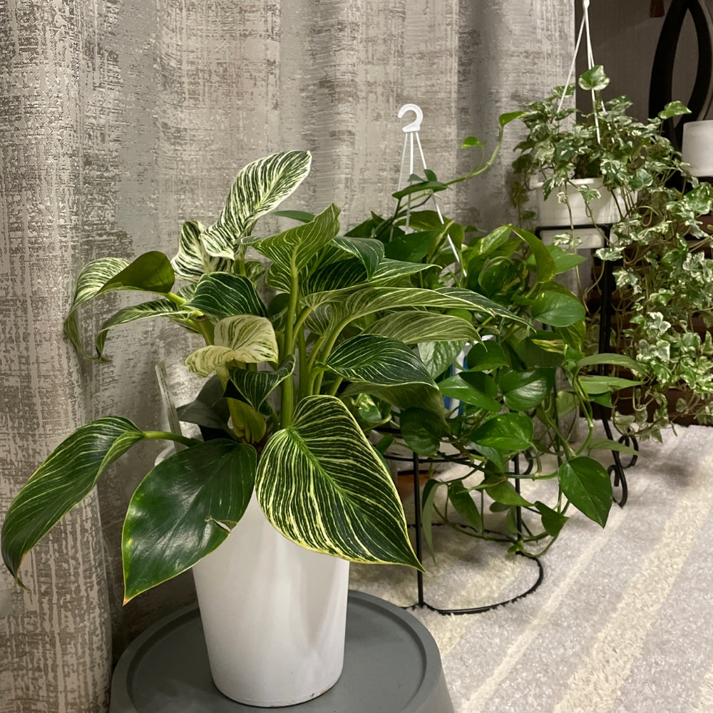 KN1 フィロデンドロン キティナ 健康カット苗 数量限定