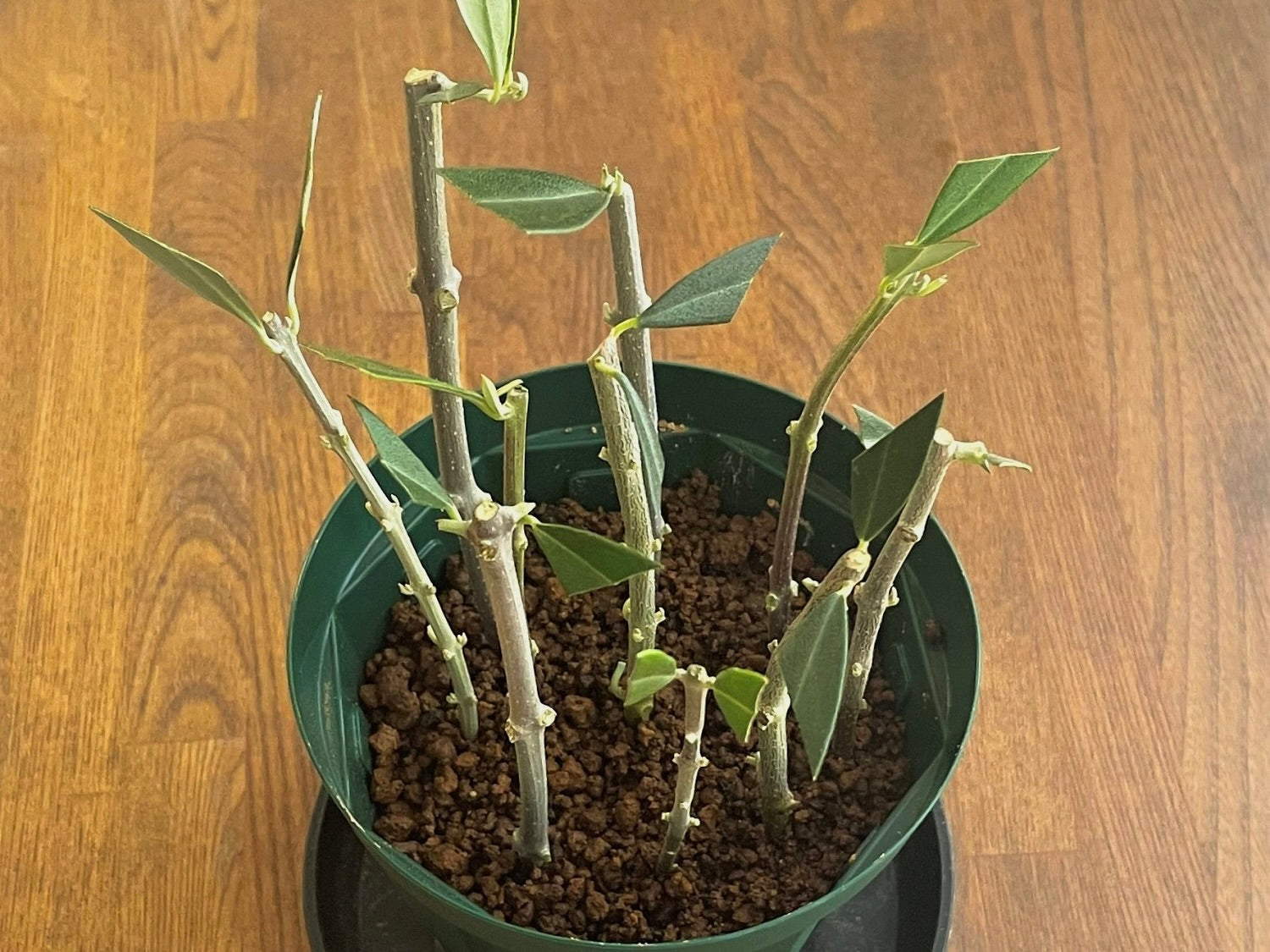 オリーブを挿し木で増やそう！水栽培もできる？成功率を上げるには？