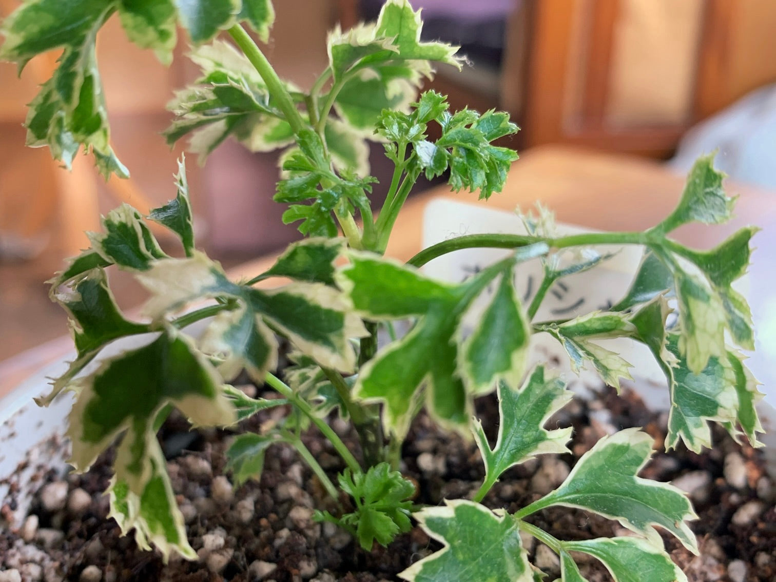 ポリシャスの育て方】葉がぐったりしている原因、剪定時期は？