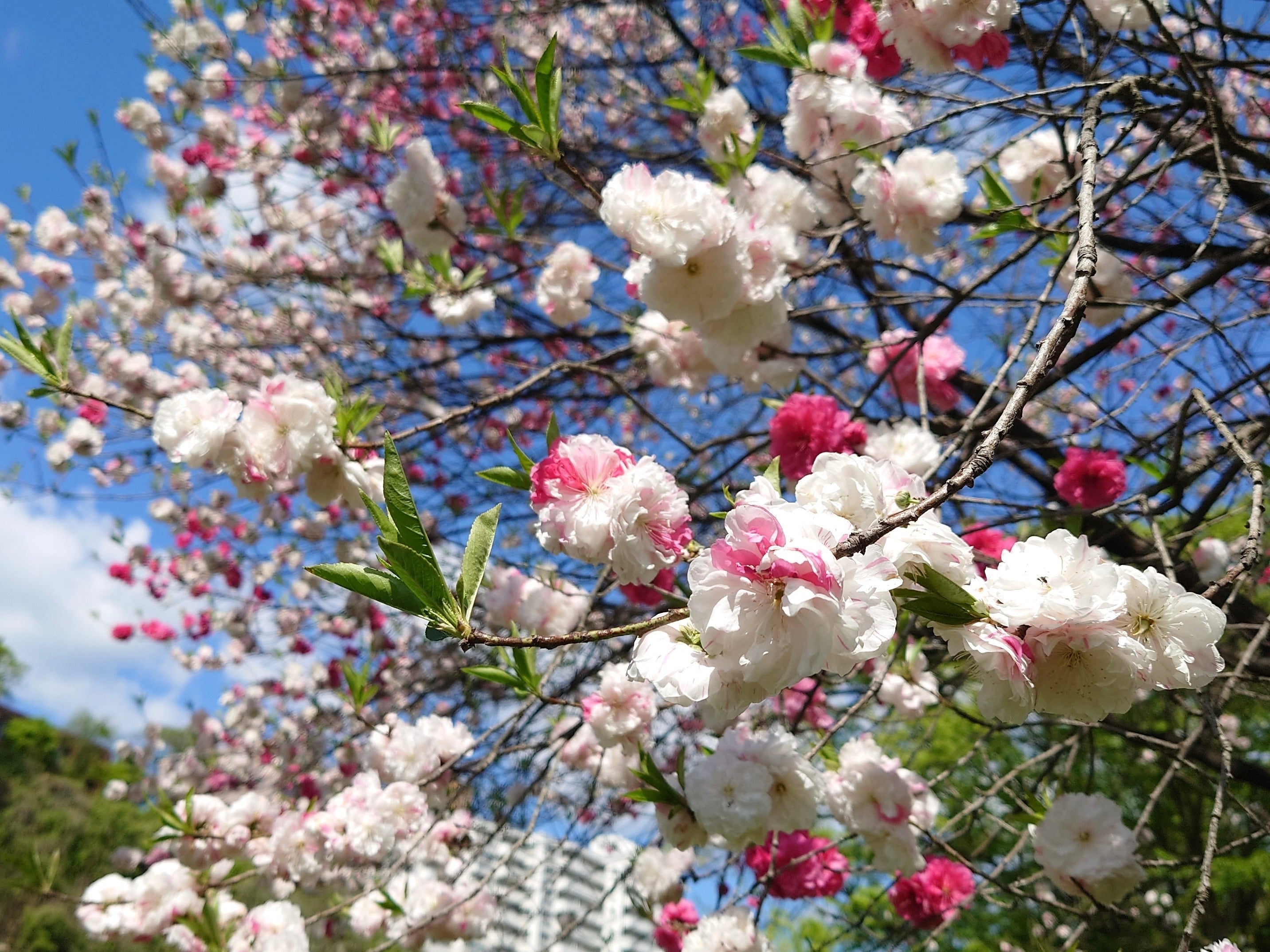 八重桜の種類図鑑｜牡丹桜との違いや品種ごとの違いや香り、開花時期は？