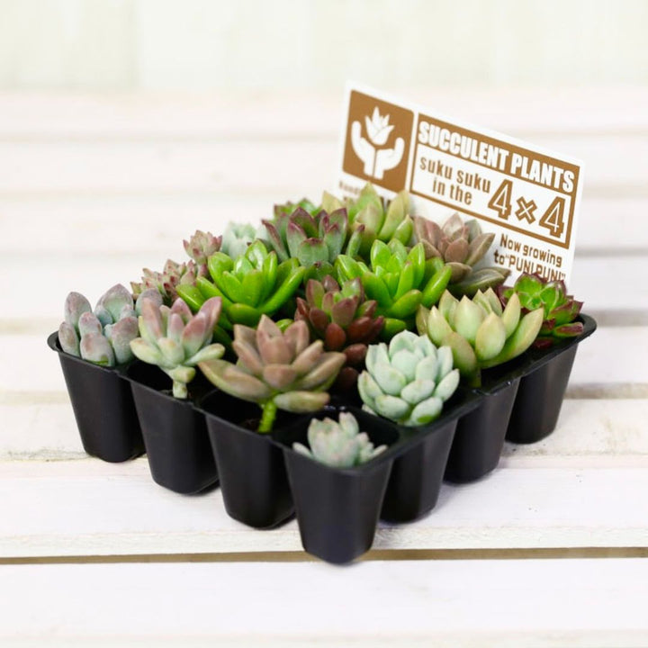 多肉植物 1号 ケース売り プラグ苗 16個入りセット（4×4）の通販
