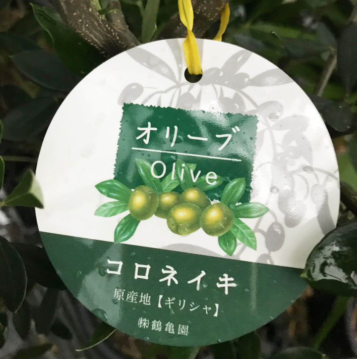 香川で育ったオリーブの木 8号 鉢カバーセットの通販 | GreenSnap