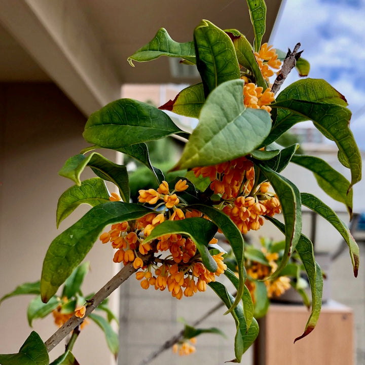 限定32セット】キンモクセイ(金木犀) 苗木 3.5号 3ポットセット ※予約