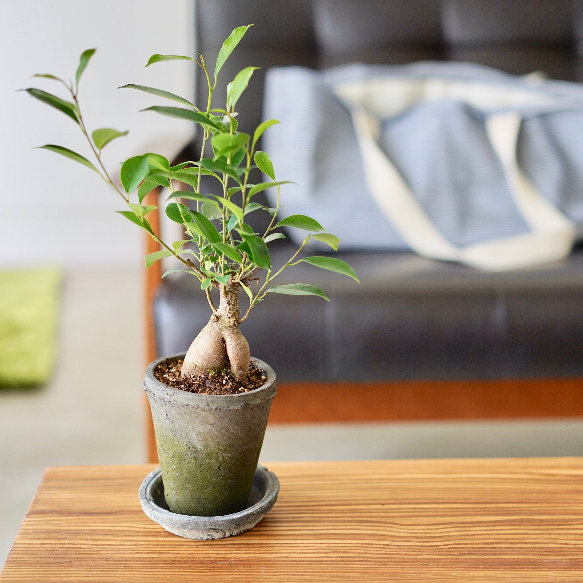 ガジュマル 4号 室内におすすめ 観葉植物の通販 | GreenSnap STORE