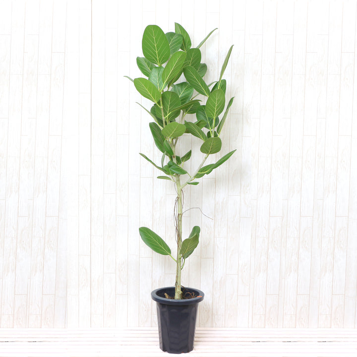フィカス・ベンガレンシス 8号の通販 | GreenSnap STORE(グリーン