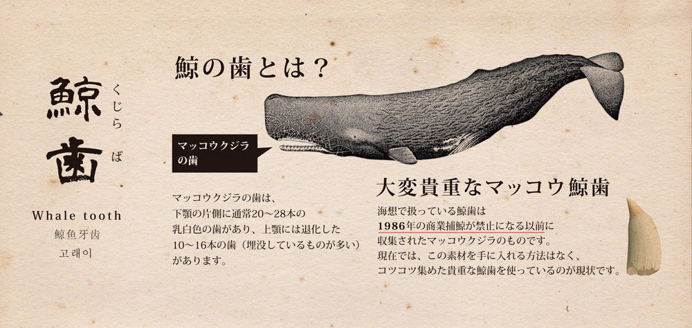 クジラ歯 鯨2匹ネックレス – 海想